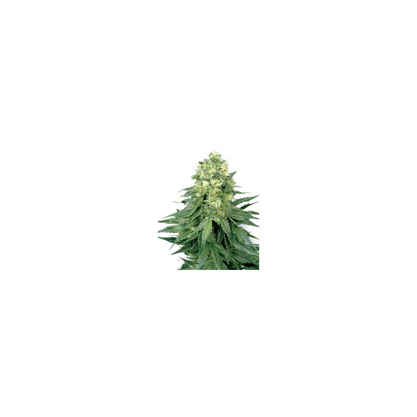 White Widow Feminizada de Medical Seeds