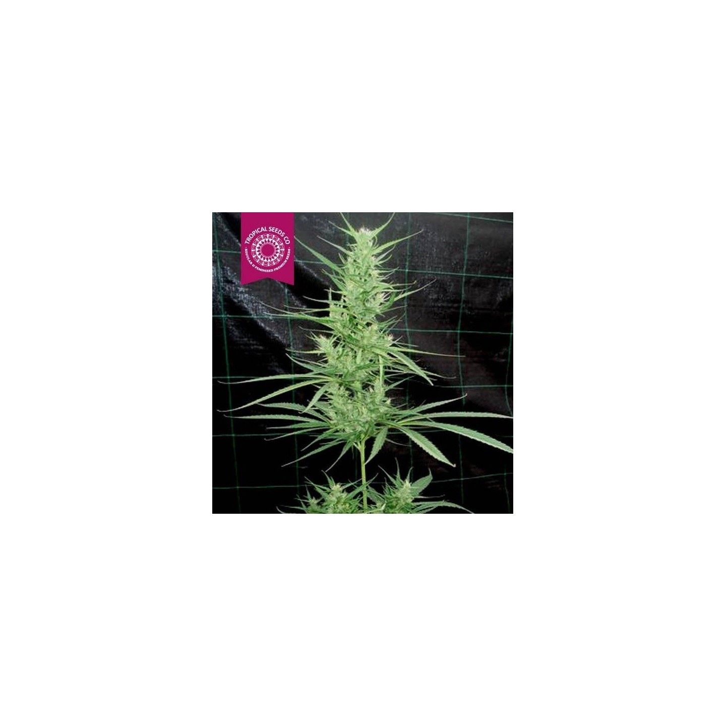 Zambian Regular Feminizada de Tropical Seeds