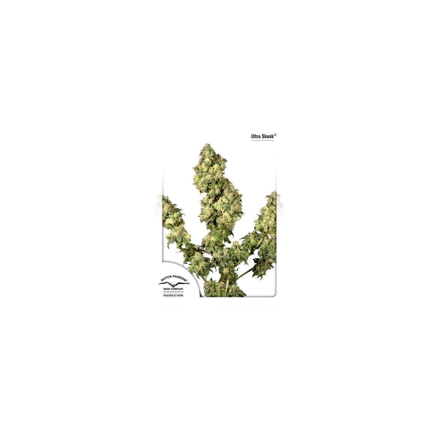 Ultra Skunk Feminizada de Dutch Passion