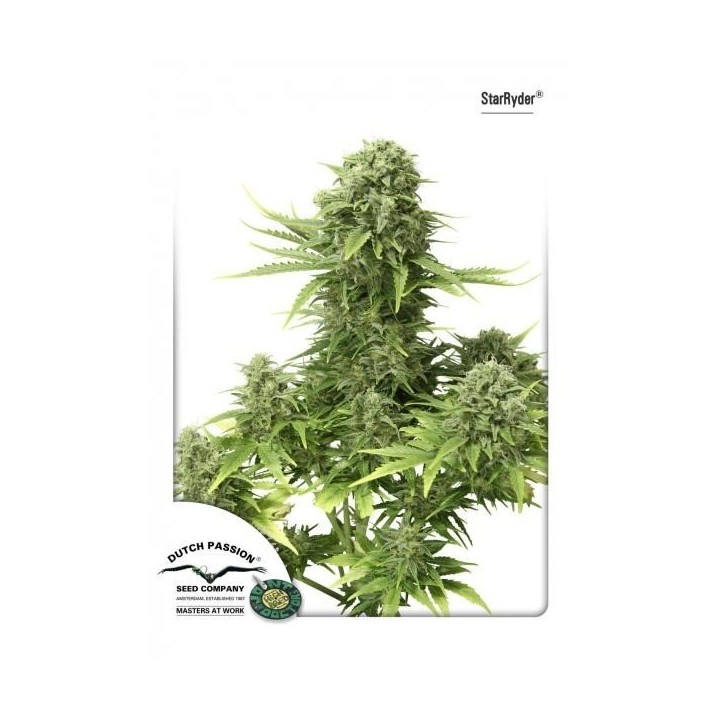 Star Ryder Autofloreciente Feminizada de Dutch Passion