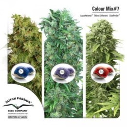 Mix 7 Feminizada de Dutch Passion