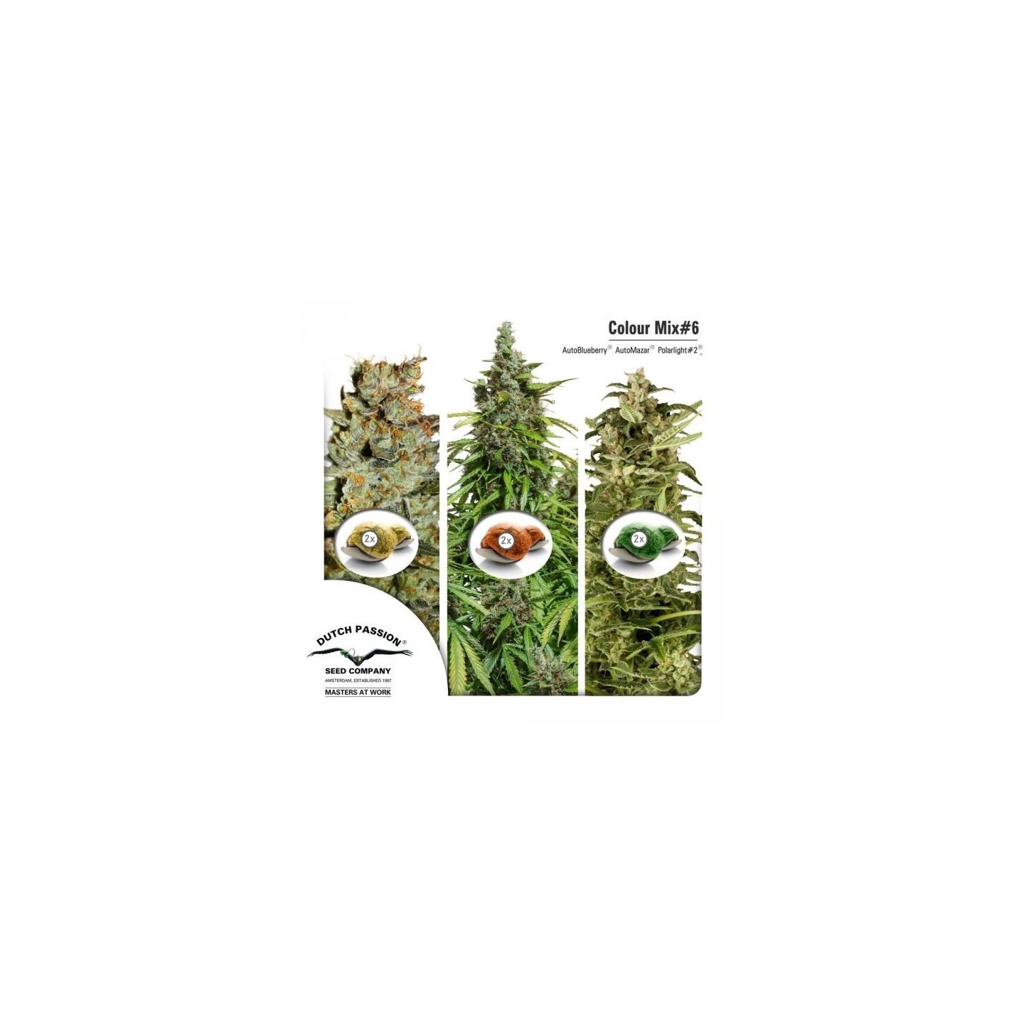 Mix 6 Feminizada de Dutch Passion