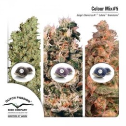 Mix 5 Feminizada de Dutch Passion