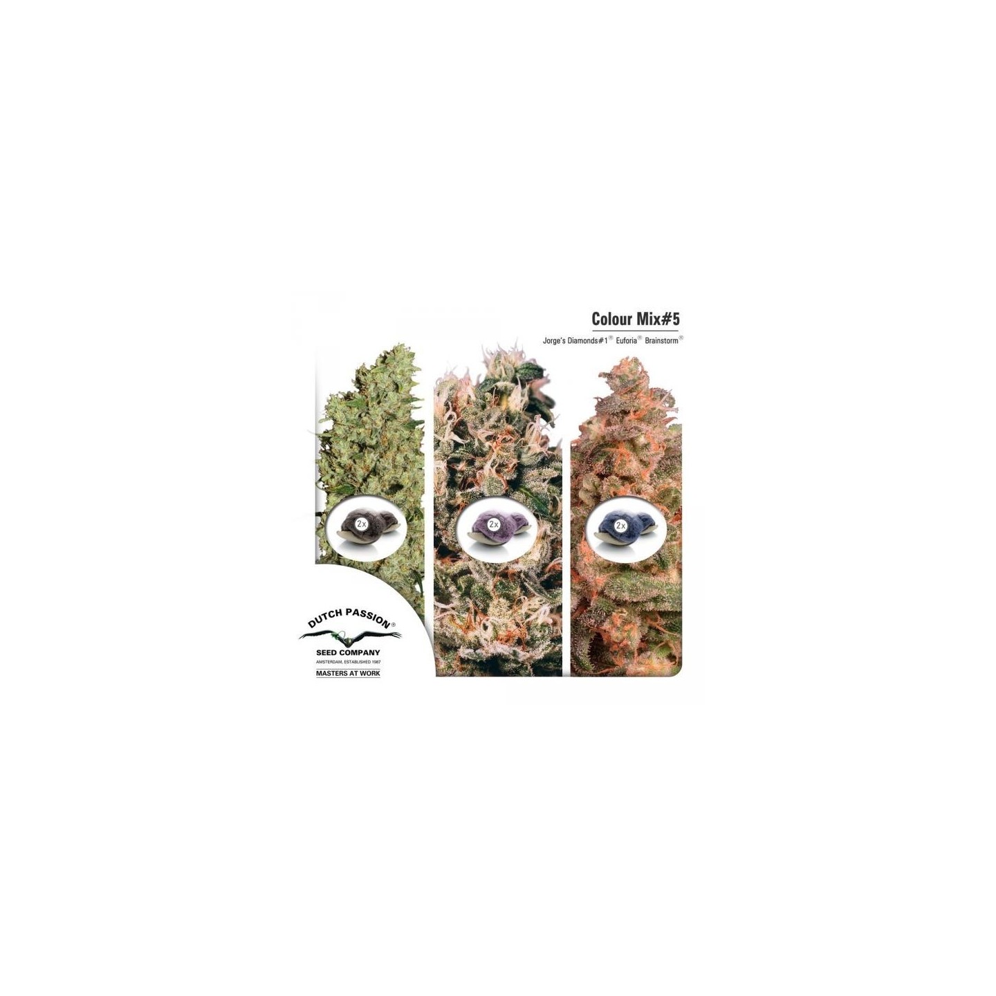 Mix 5 Feminizada de Dutch Passion