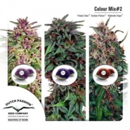 Mix 2 Feminizada de Dutch Passion