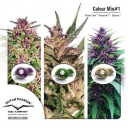 Mix 1 Feminizada de Dutch Passion