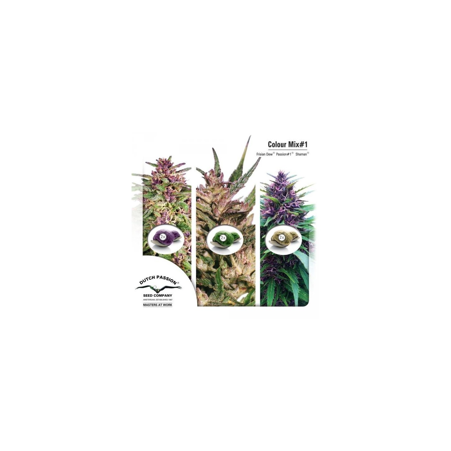 Mix 1 Feminizada de Dutch Passion
