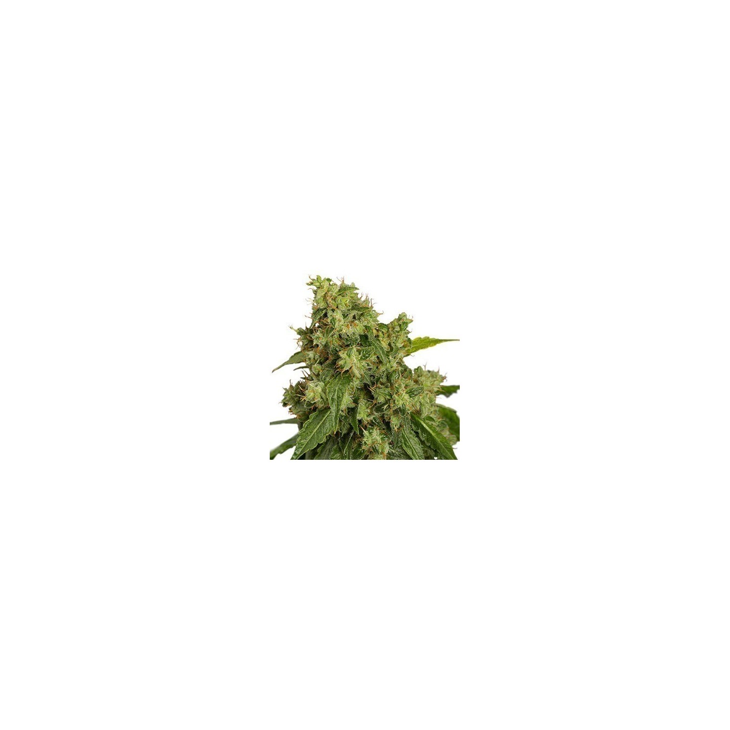 Xtreme Autofloreciente Feminizada de Dutch Passion