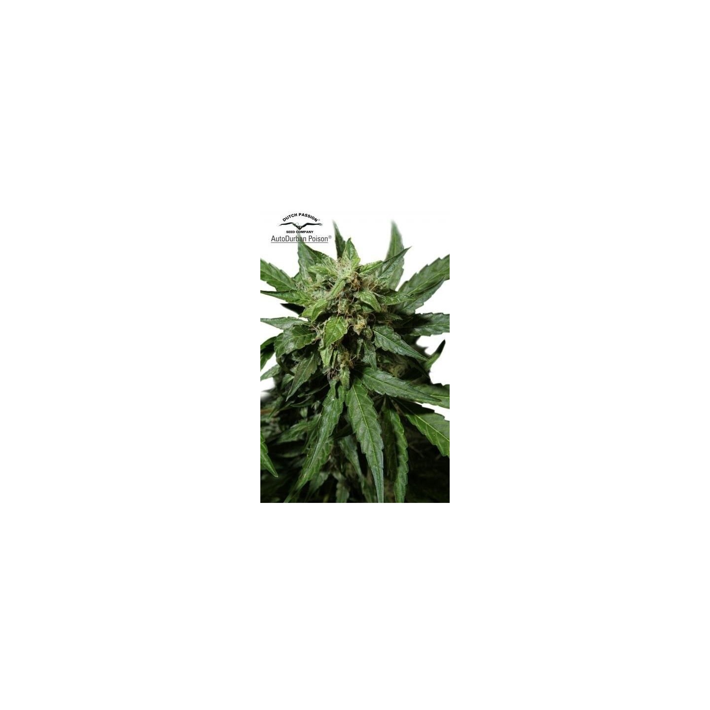 Durban Poison Autofloreciente Feminizada de Dutch Passion