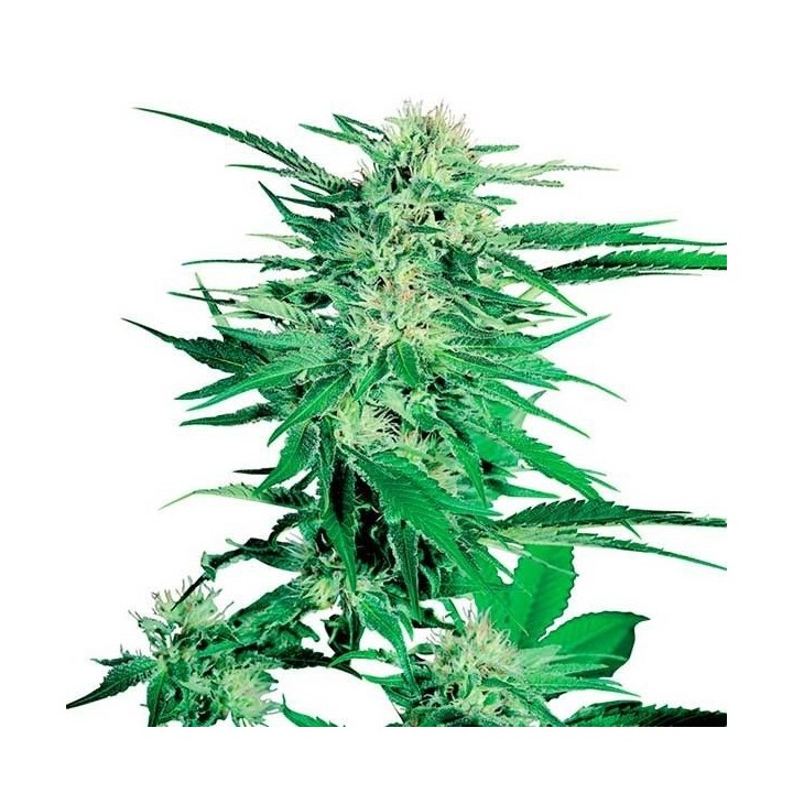 Big Bud Regular de Sensi Seeds