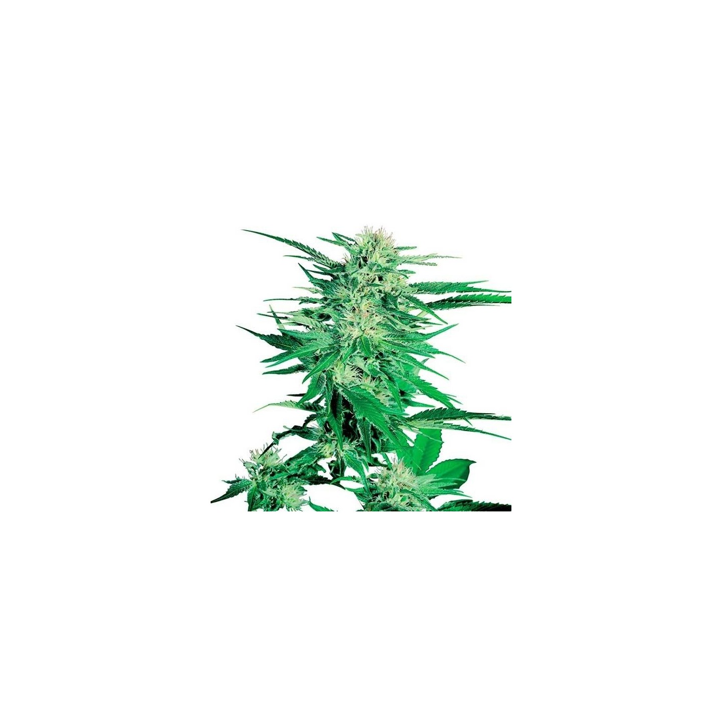 Big Bud Regular de Sensi Seeds