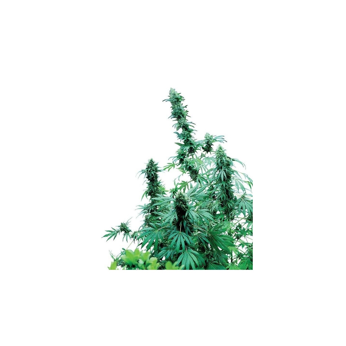 Early Skunk Regular de Sensi Seeds