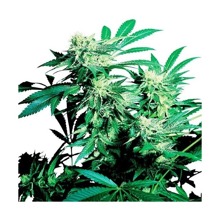Skunk Kush Regular de Sensi Seeds