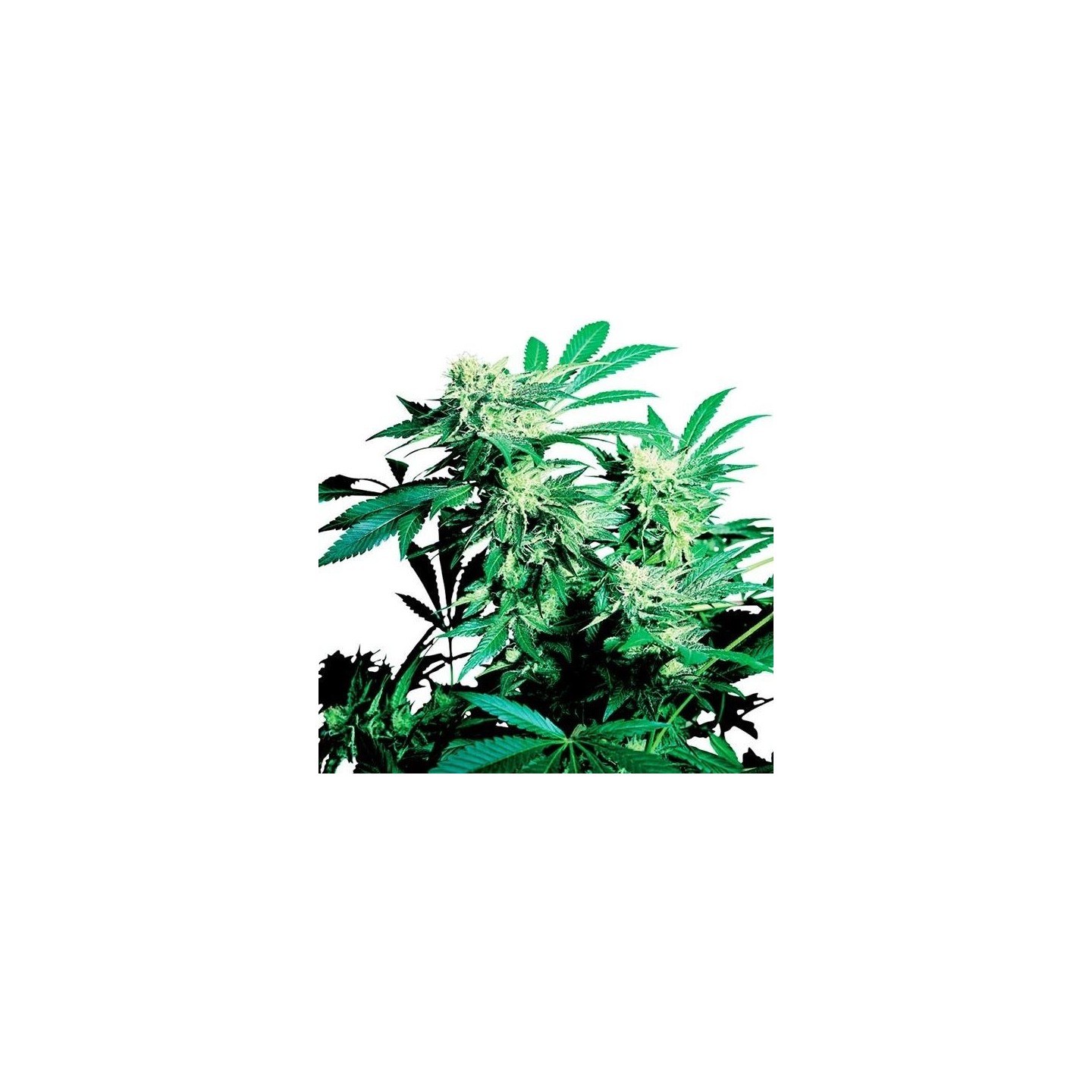 Skunk Kush Regular de Sensi Seeds