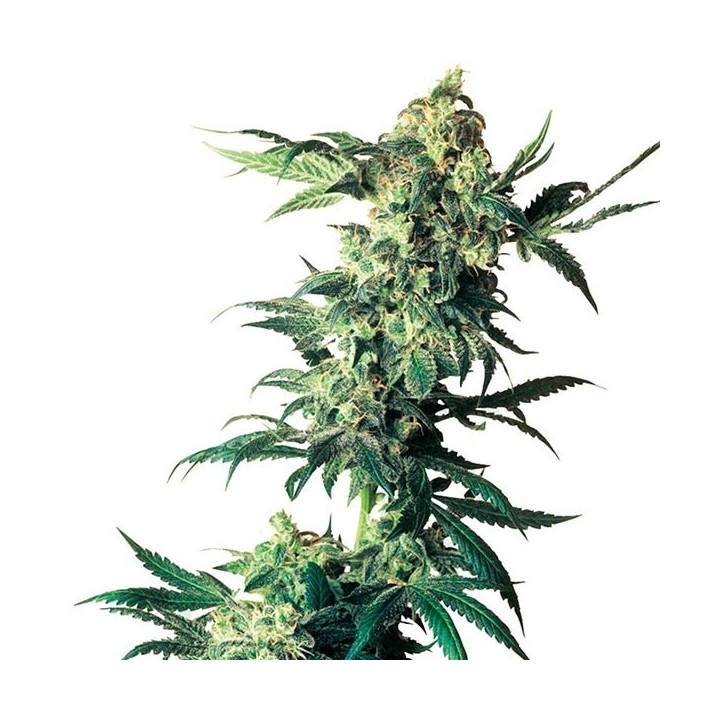 Northern Lights Feminizada de Sensi Seeds