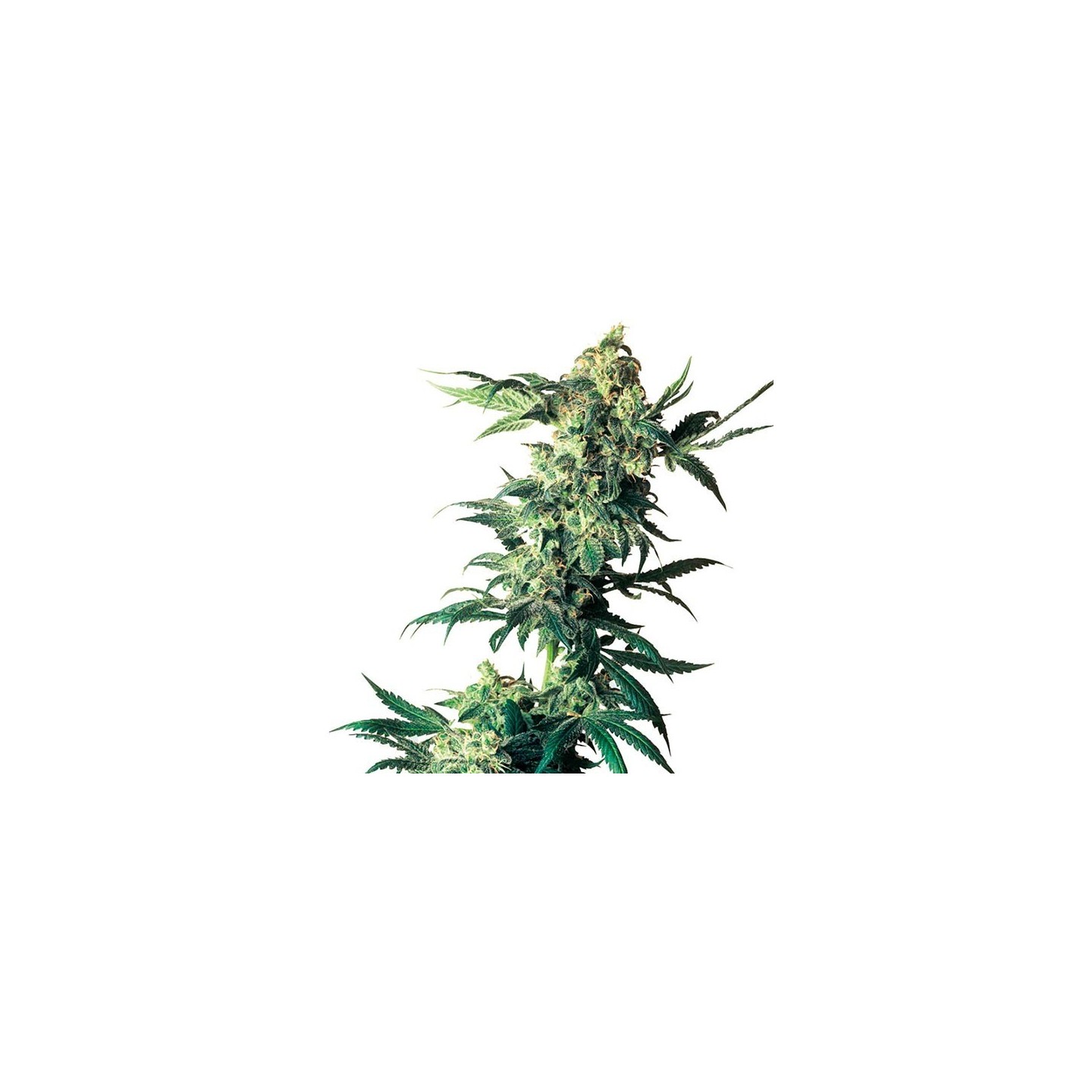 Northern Lights Feminizada de Sensi Seeds