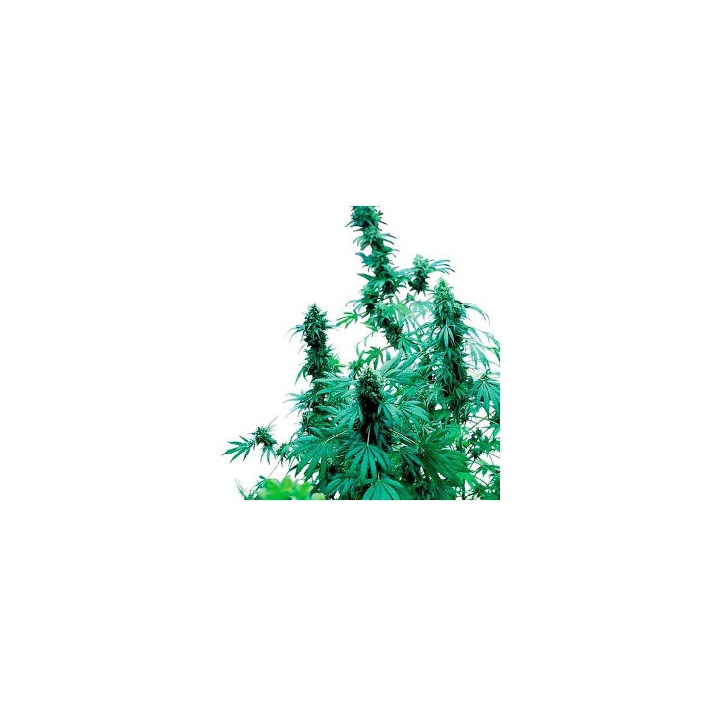 Early Skunk Feminizada de Sensi Seeds