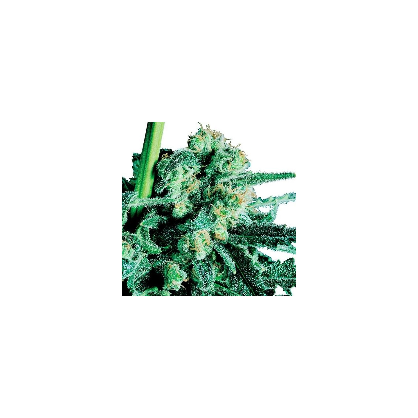 Sensi Skunk Regular de Sensi Seeds