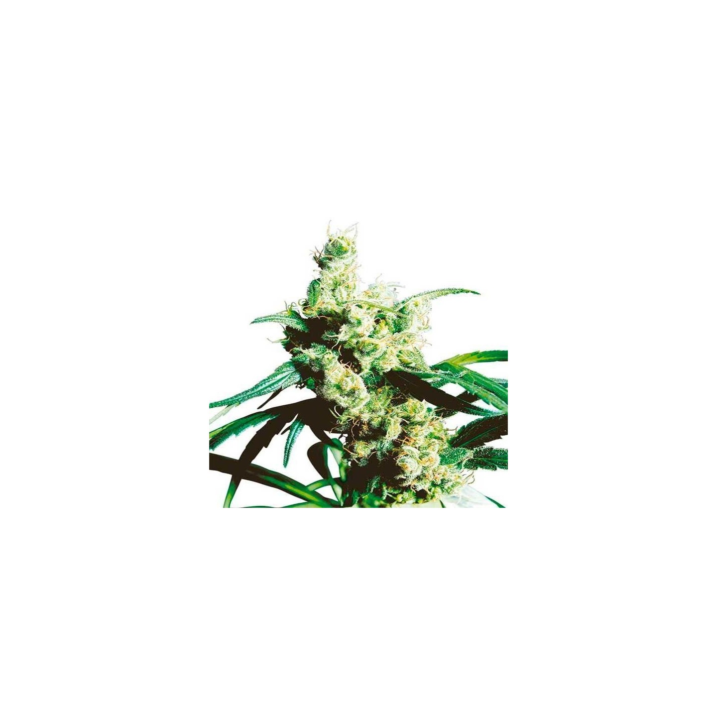 Silver Haze Regular de Sensi Seeds