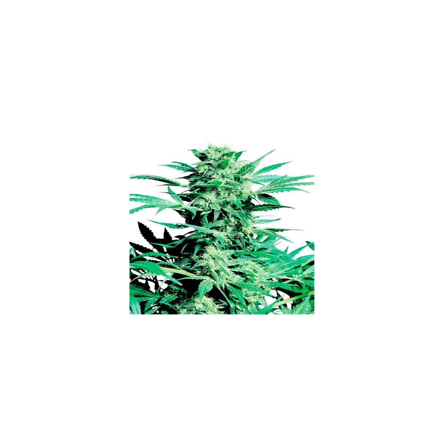 Shiva Skunk Regular de Sensi Seeds