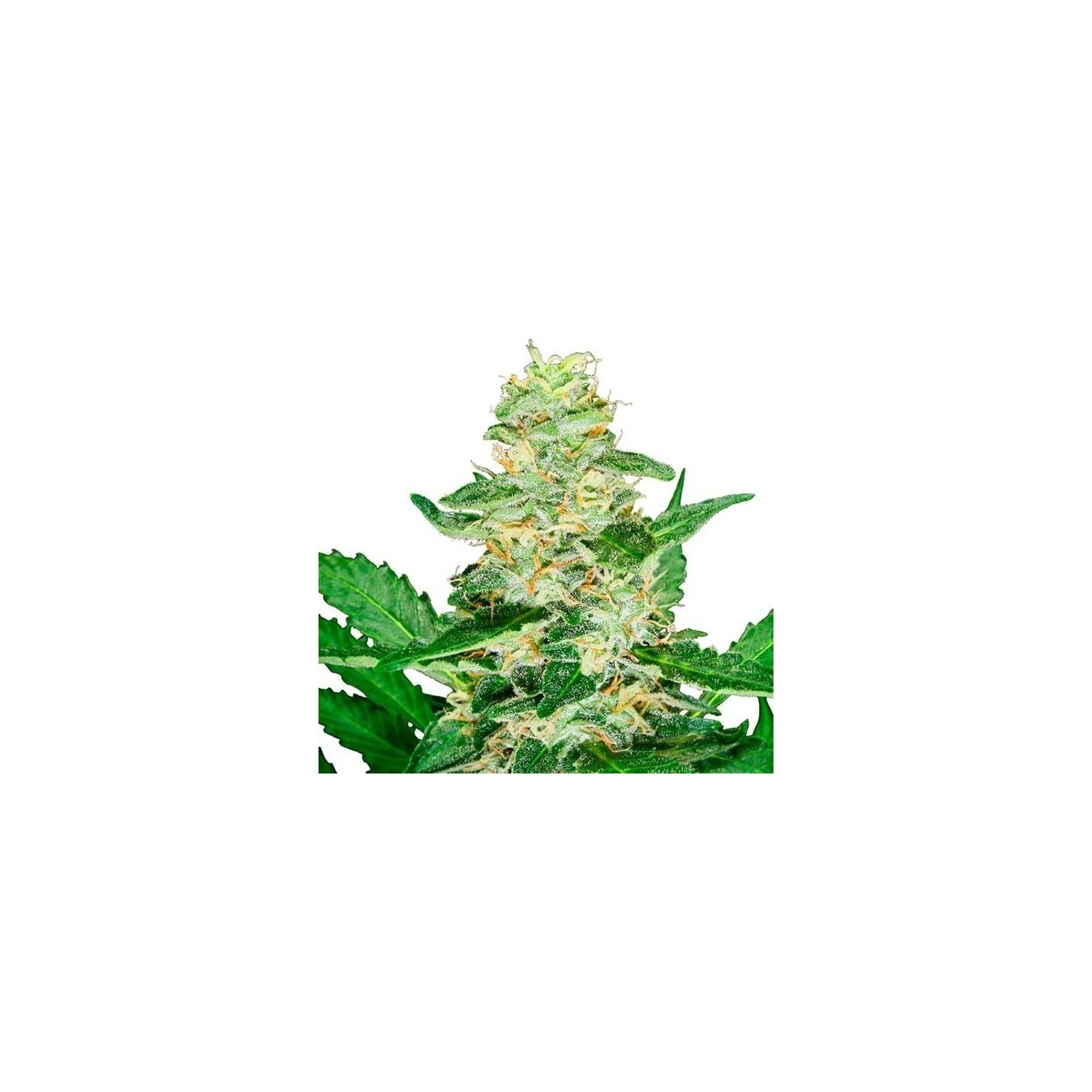 Super Skunk Autofloreciente Feminizada de Sensi Seeds