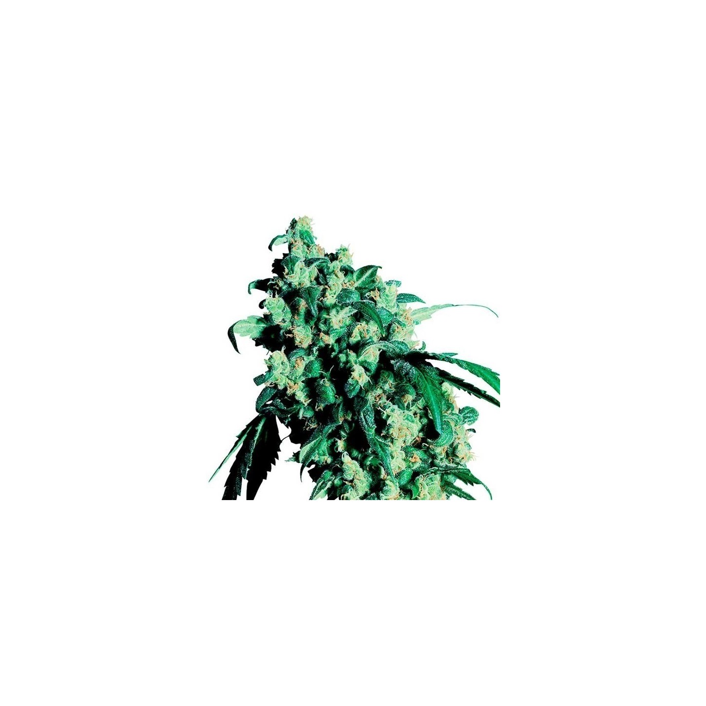 Super Skunk Regular de Sensi Seeds