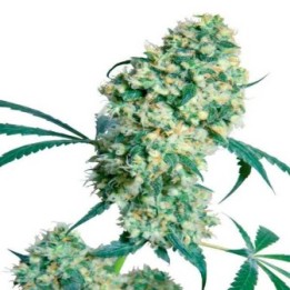 Ed Rosenthal Super Bud Regular de Sensi Seeds