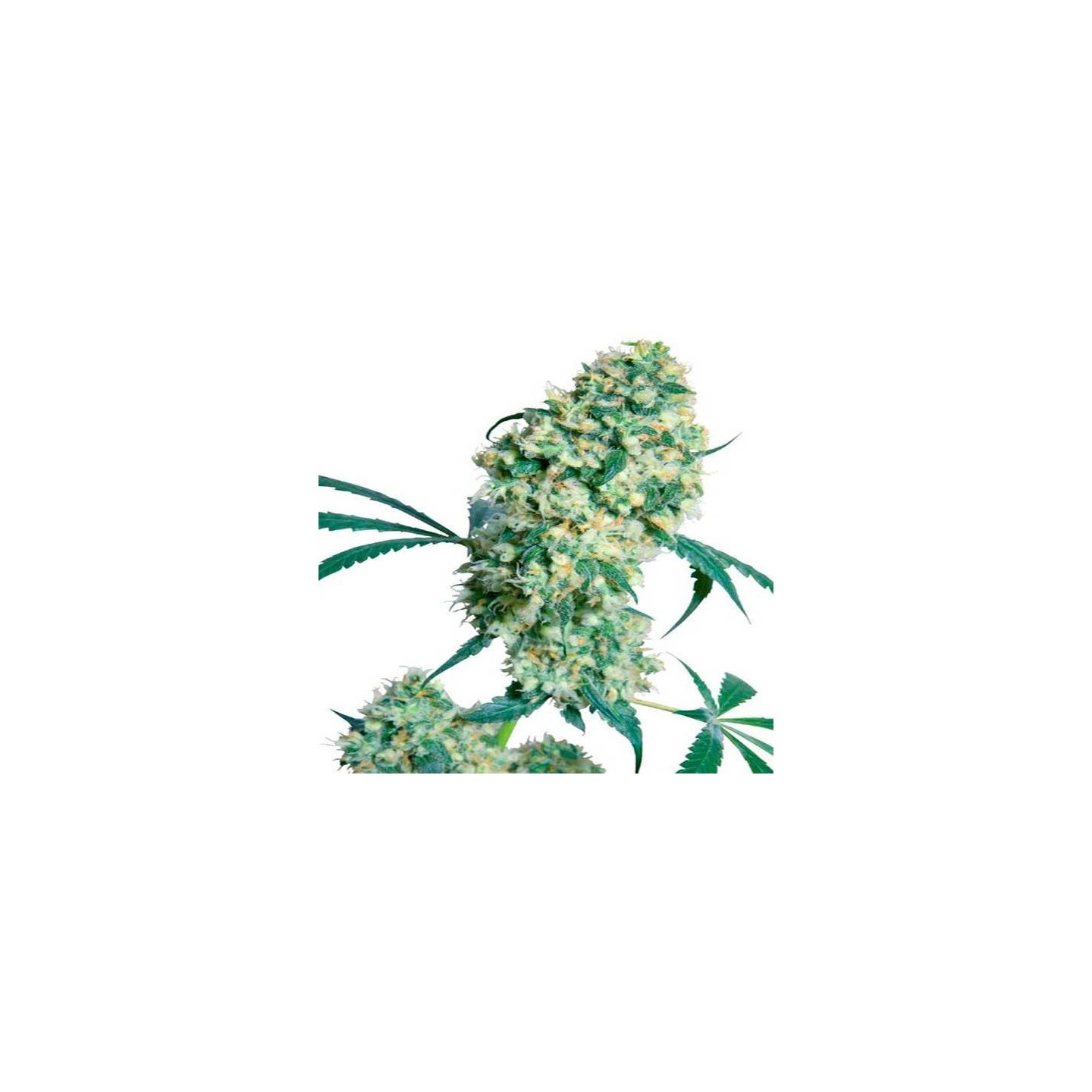 Ed Rosenthal Super Bud Regular de Sensi Seeds
