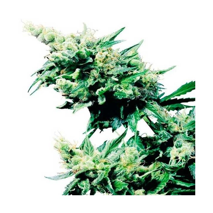 Hash Plant Regular de Sensi Seeds
