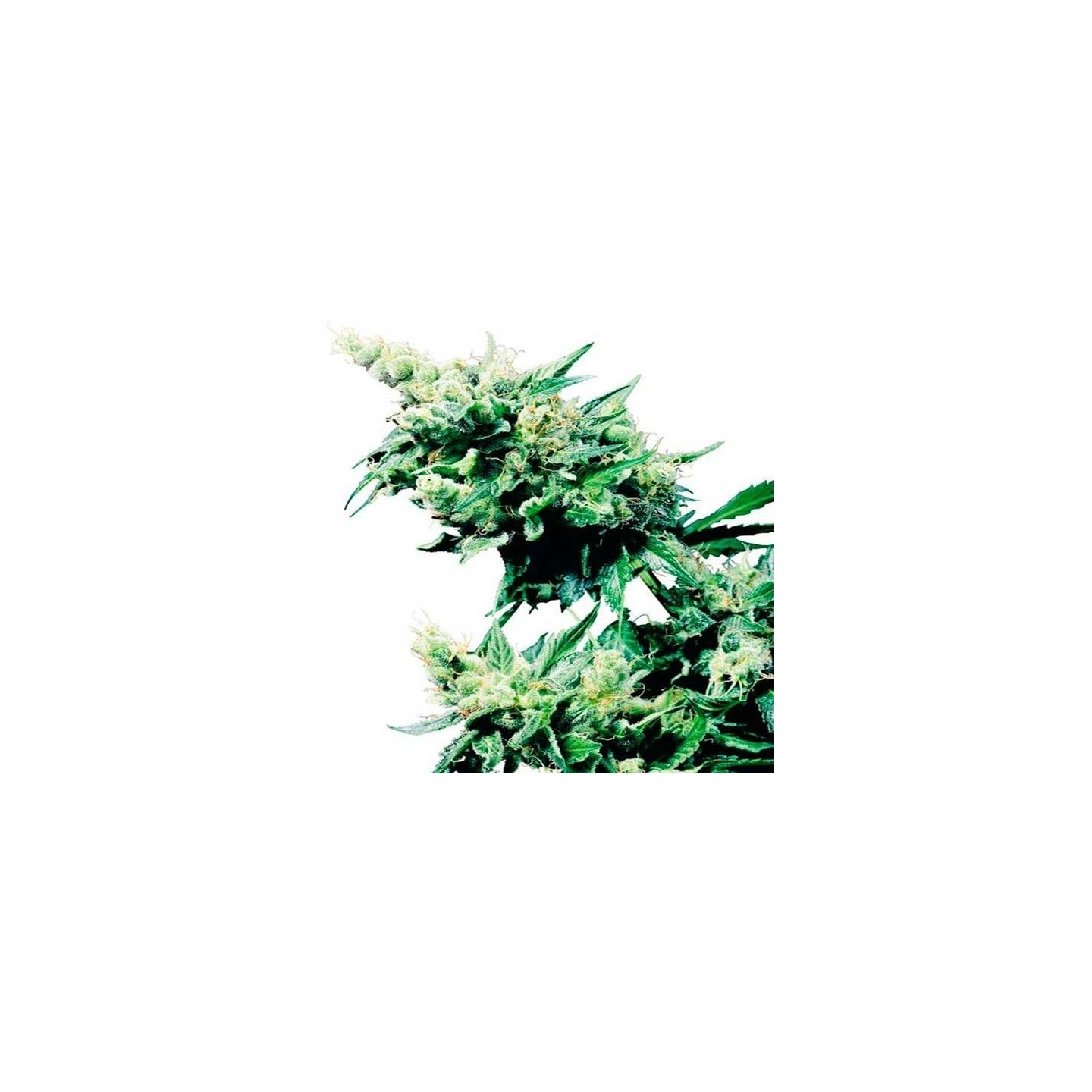 Hash Plant Regular de Sensi Seeds