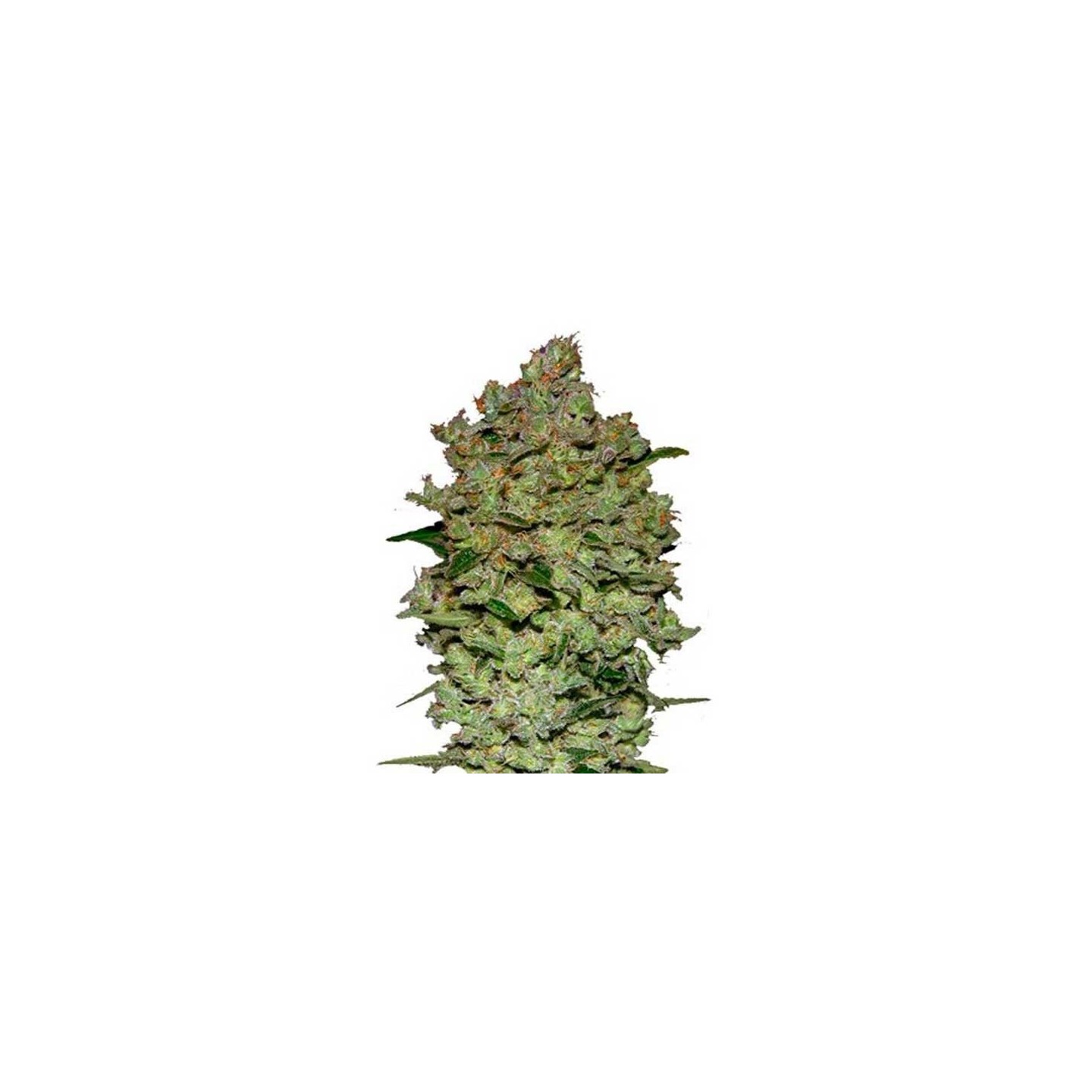 Biodiesel Mass Autofloreciente Feminizada de Advanced Seeds