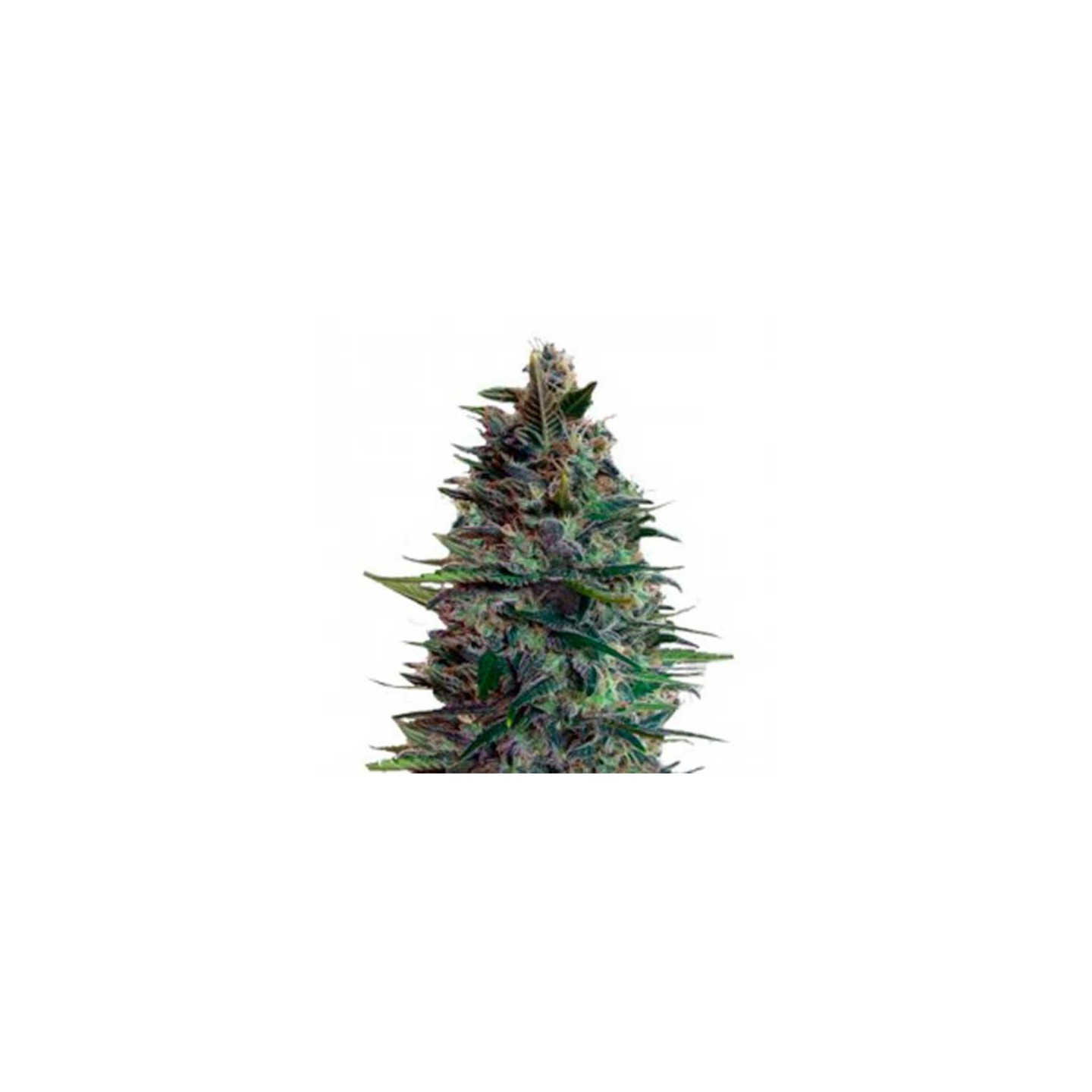 Blue Diesel Autofloreciente Feminizada de Advanced Seeds