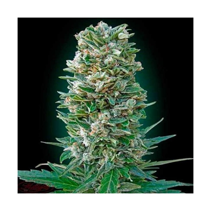 Heavy Bud Autofloreciente Feminizada de Advanced Seeds