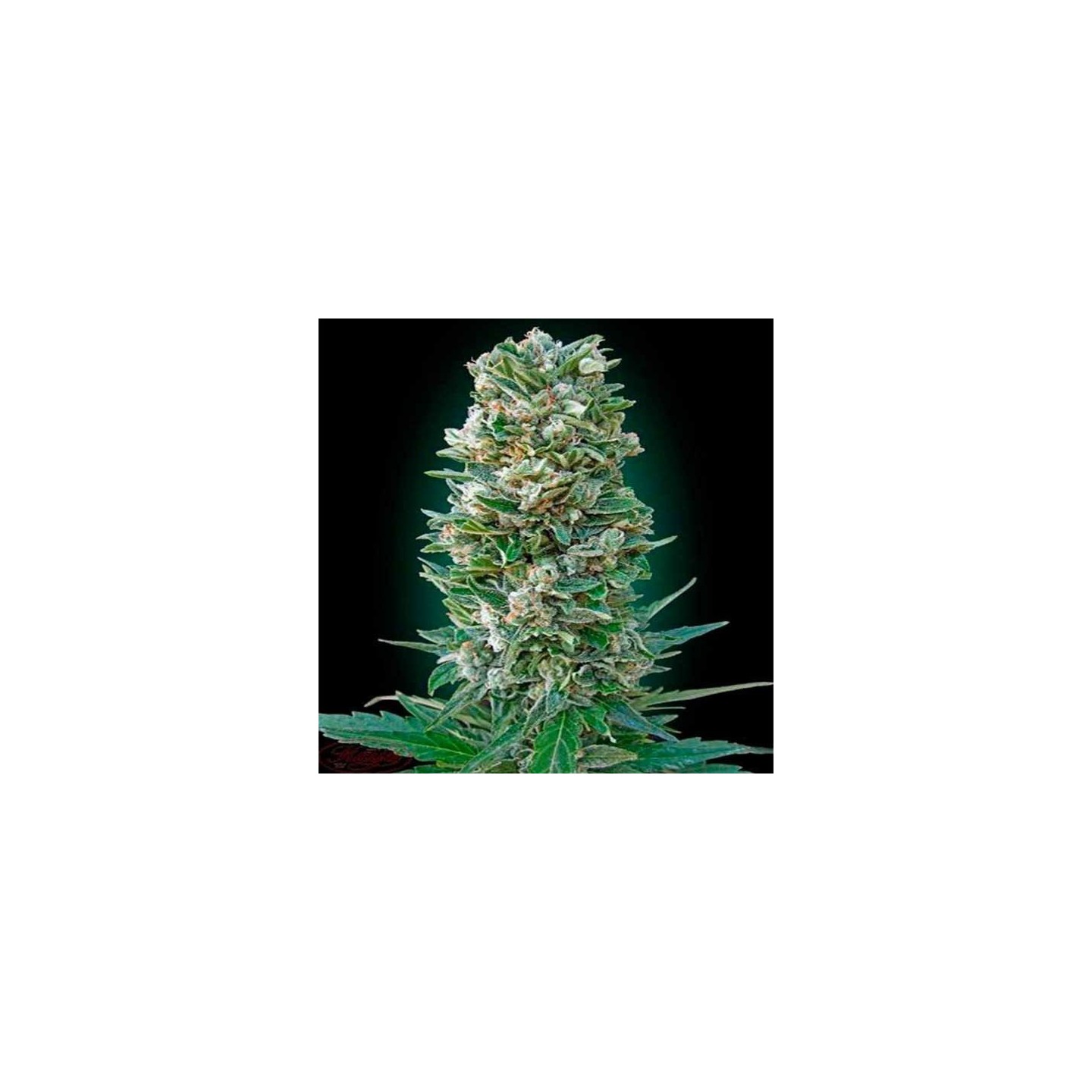 Heavy Bud Autofloreciente Feminizada de Advanced Seeds
