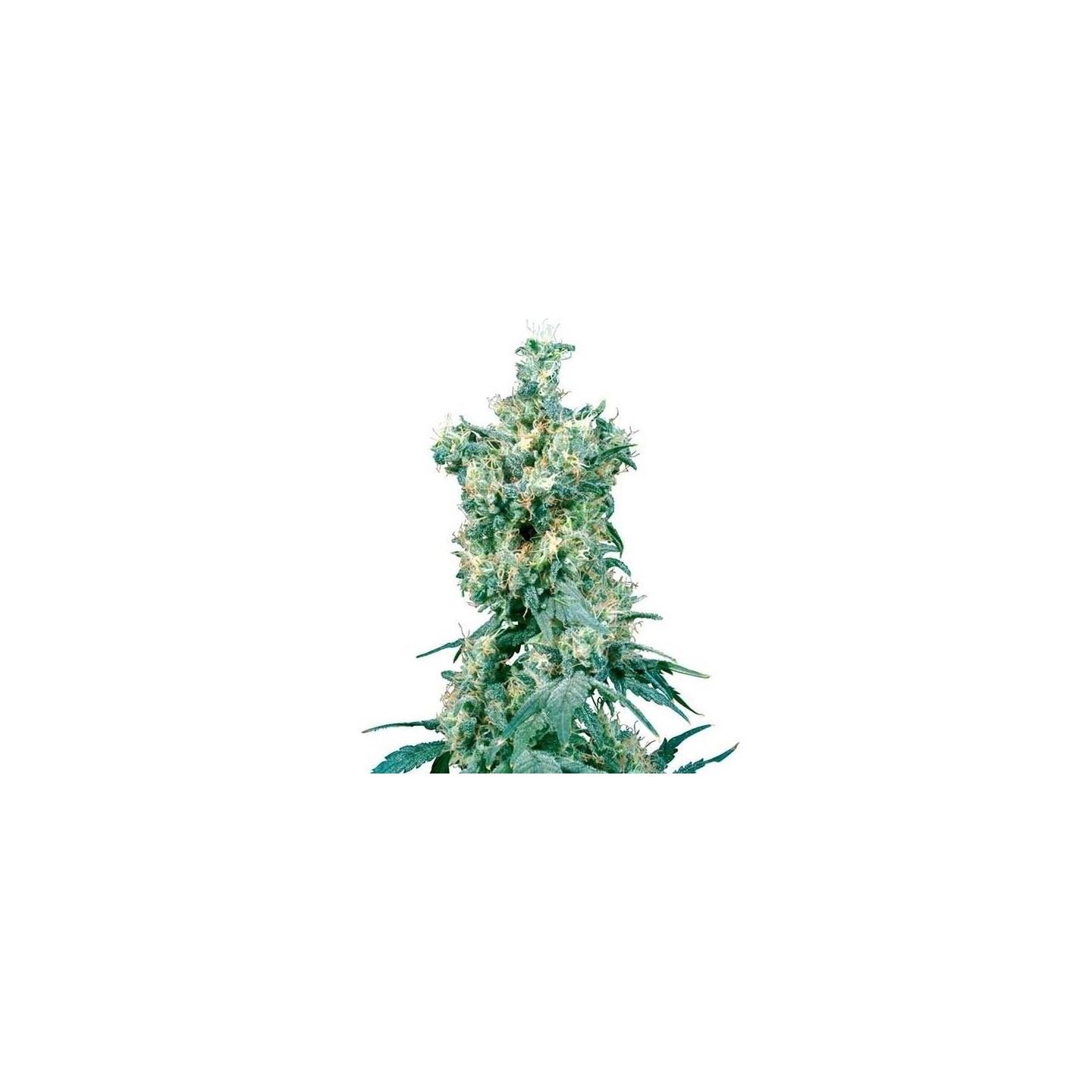 American Dream Regular de Sensi Seeds