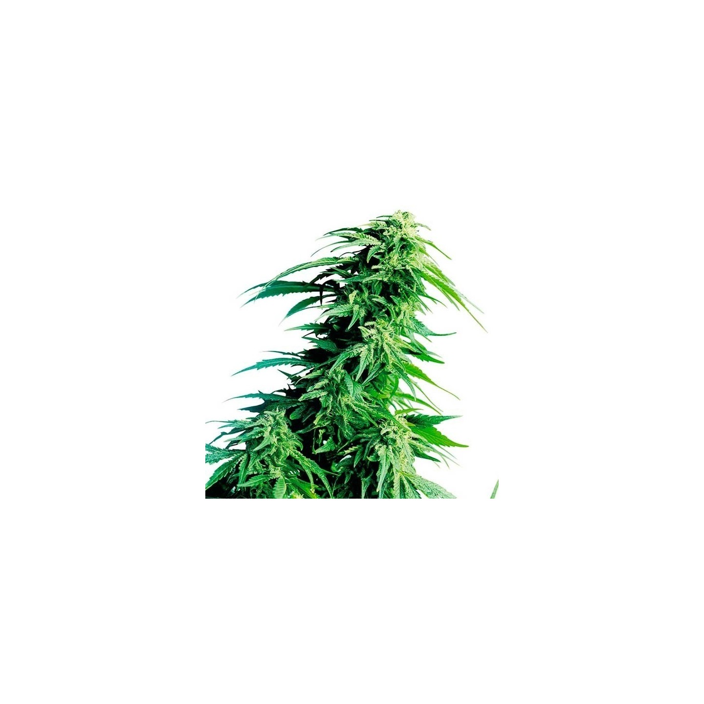 Hindu Kush Regular de Sensi Seeds