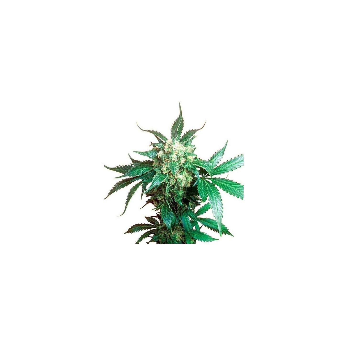 Black Domina Regular de Sensi Seeds