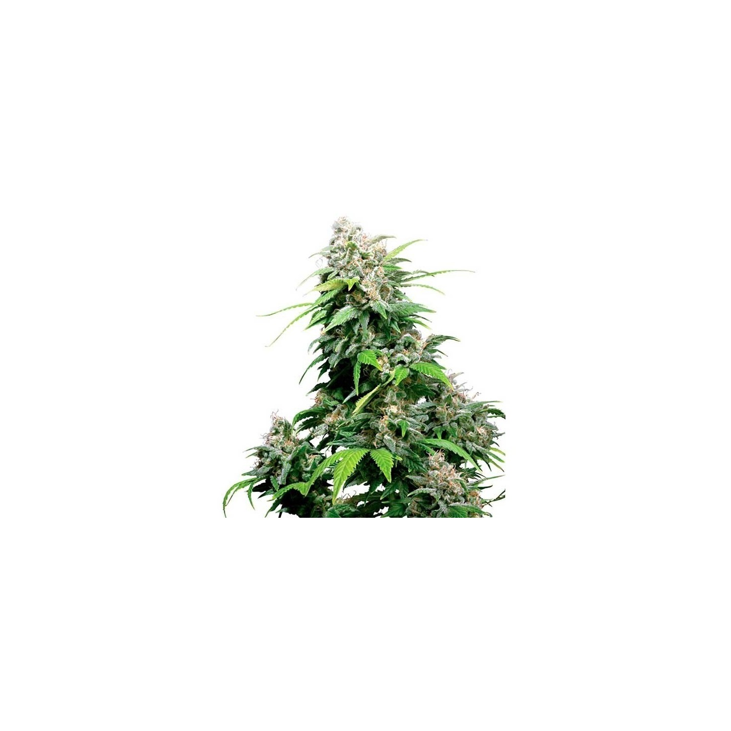 California Indica Regular de Sensi Seeds