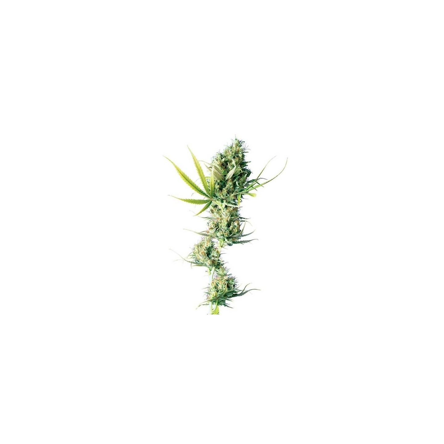 Durban Feminizada de Sensi Seeds