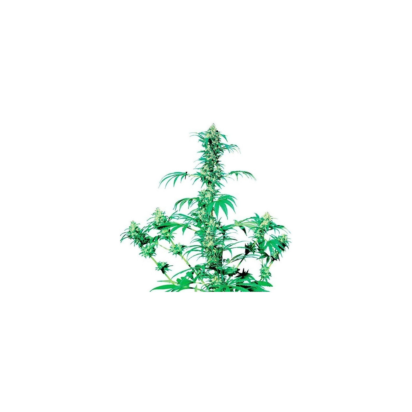 Early Girl Regular de Sensi Seeds