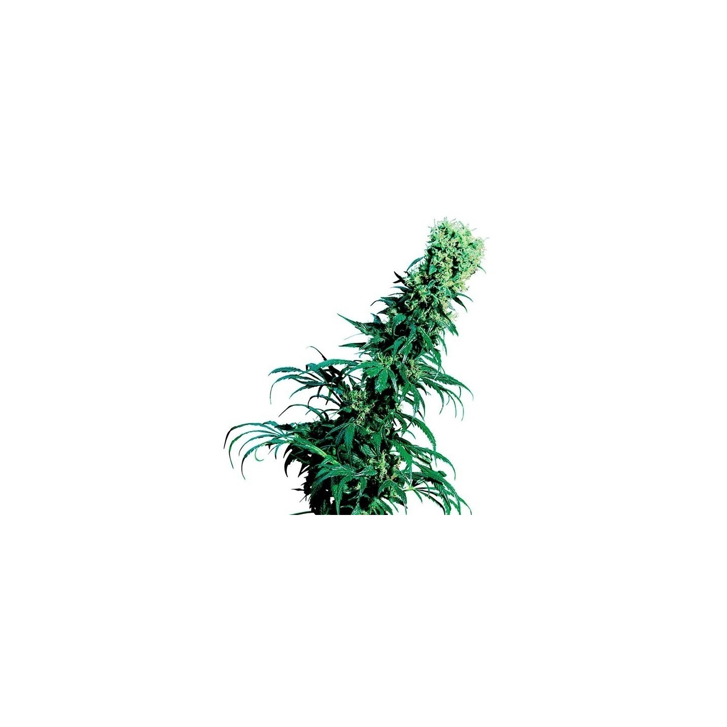 Early Pearl Regular de Sensi Seeds