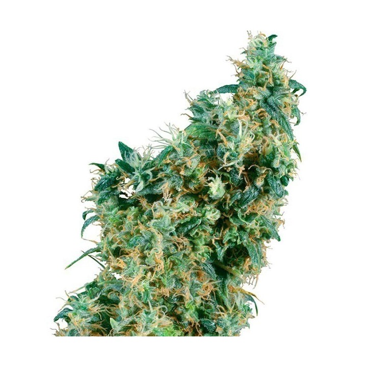First Lady Regular de Sensi Seeds