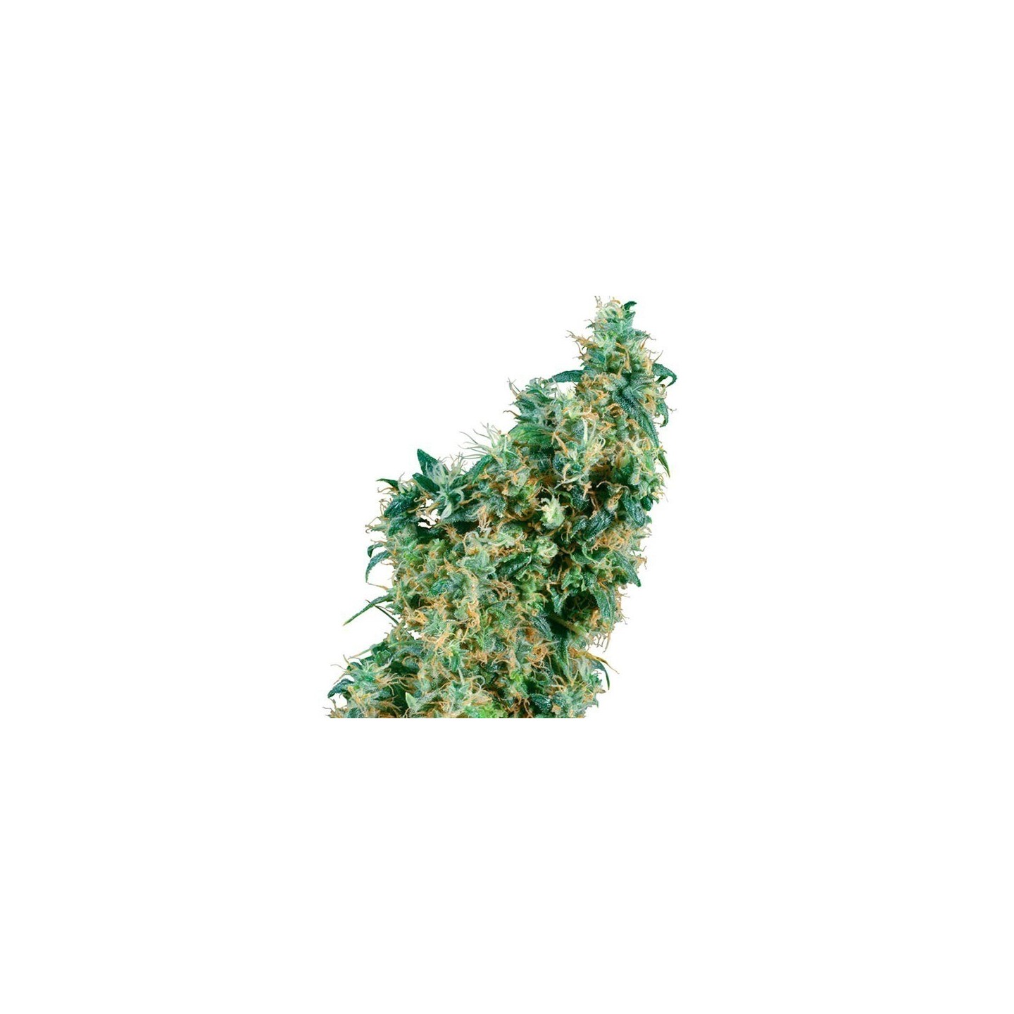 First Lady Regular de Sensi Seeds