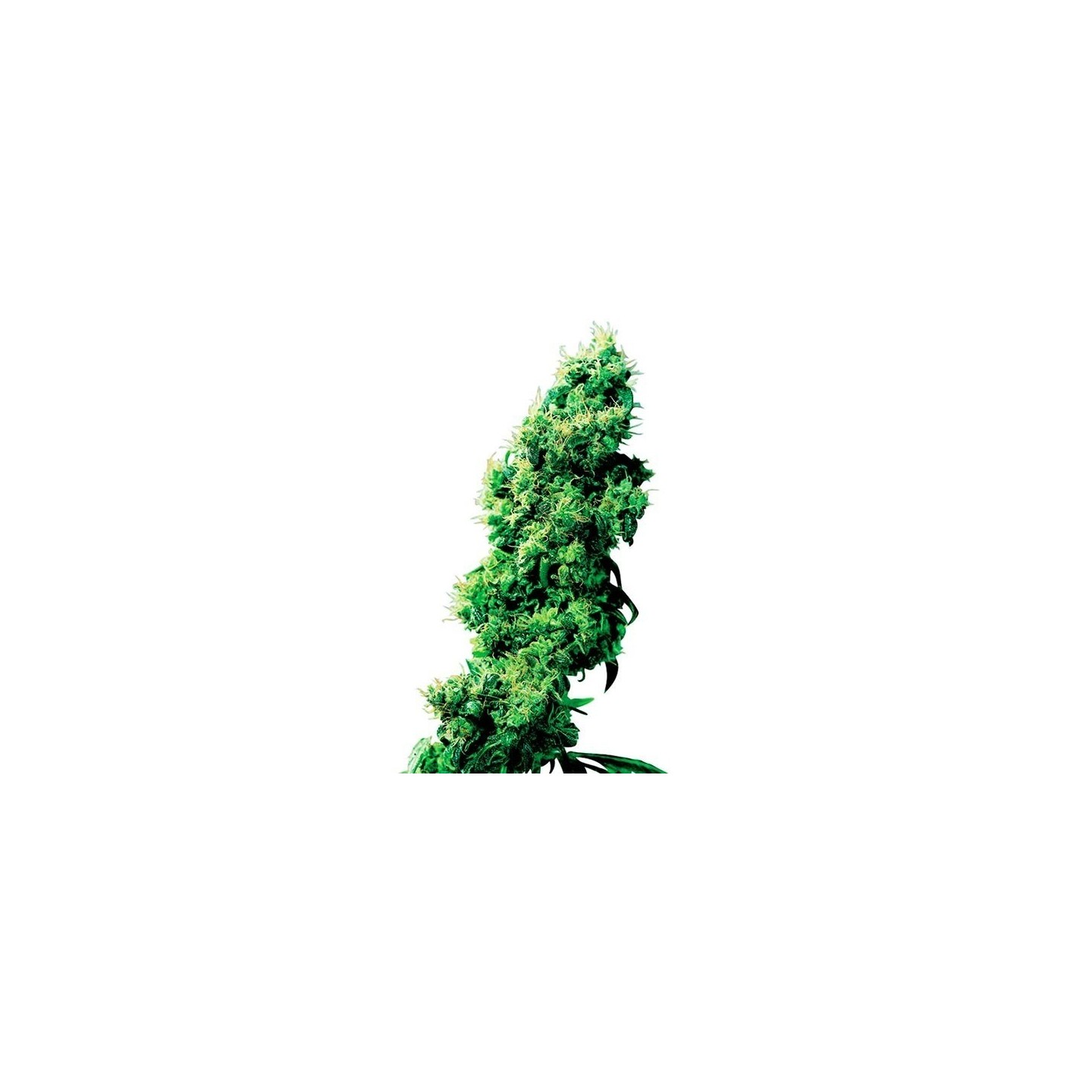 Four-Way Regular de Sensi Seeds