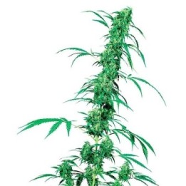 Fruity Juice Regular de Sensi Seeds