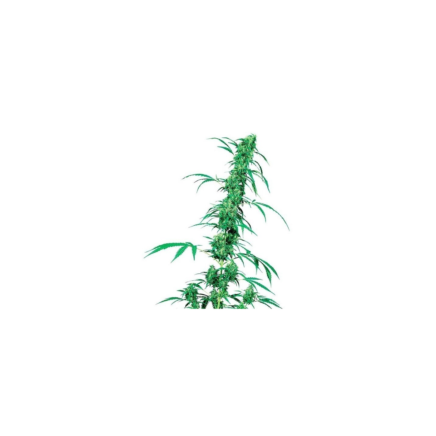 Fruity Juice Regular de Sensi Seeds