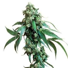 Jack Flash Regular de Sensi Seeds