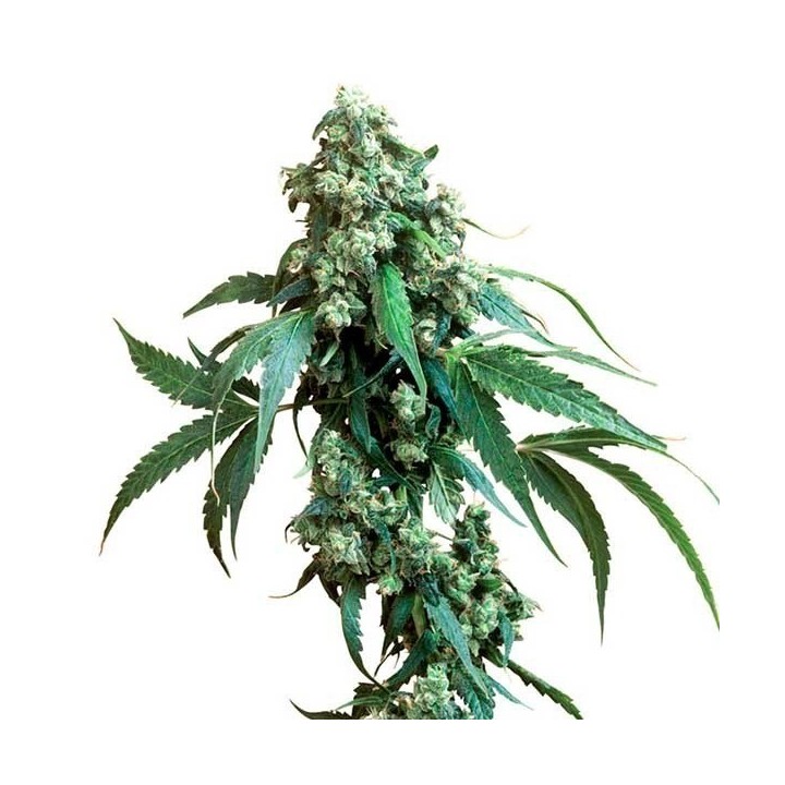 Jack Flash Regular de Sensi Seeds