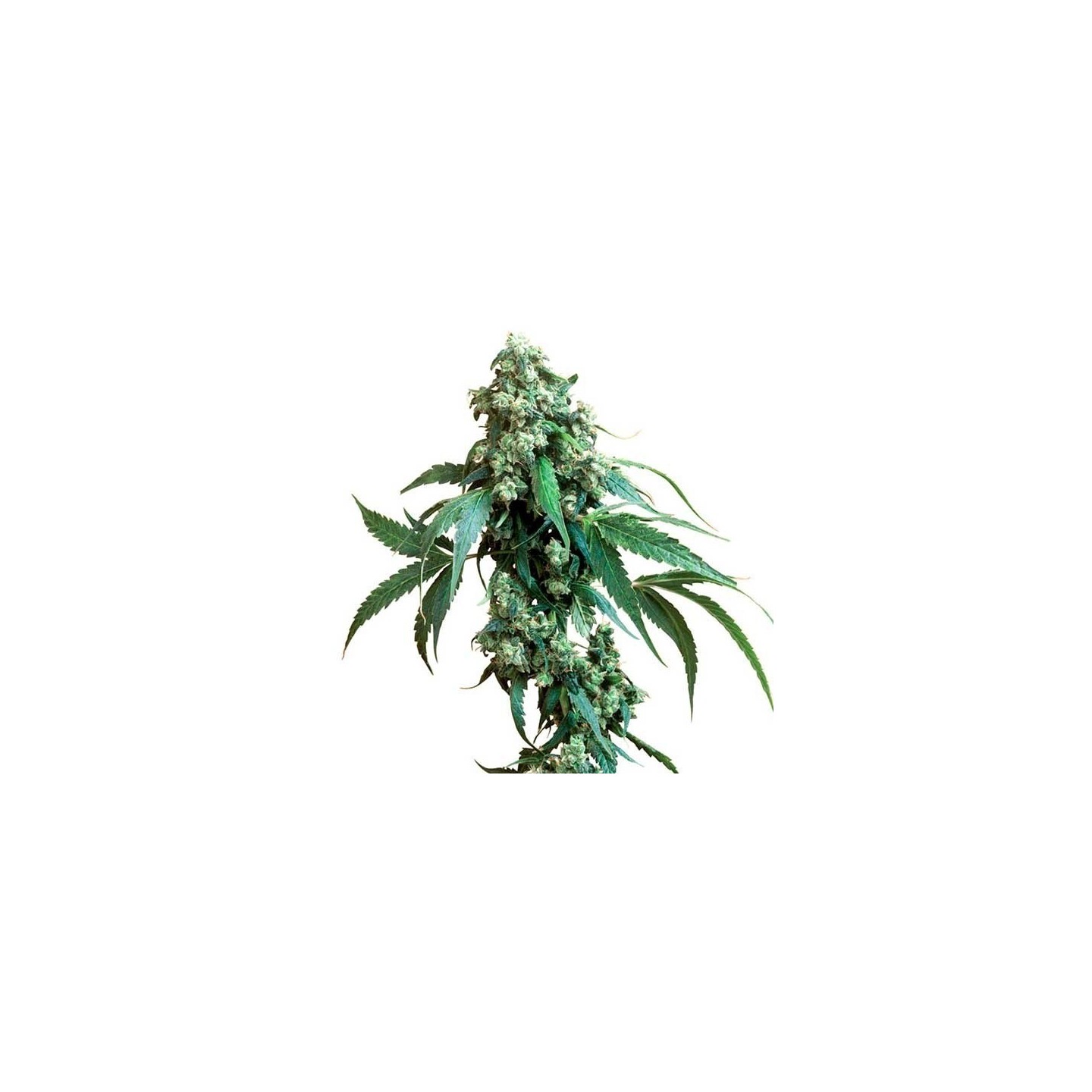 Jack Flash Regular de Sensi Seeds