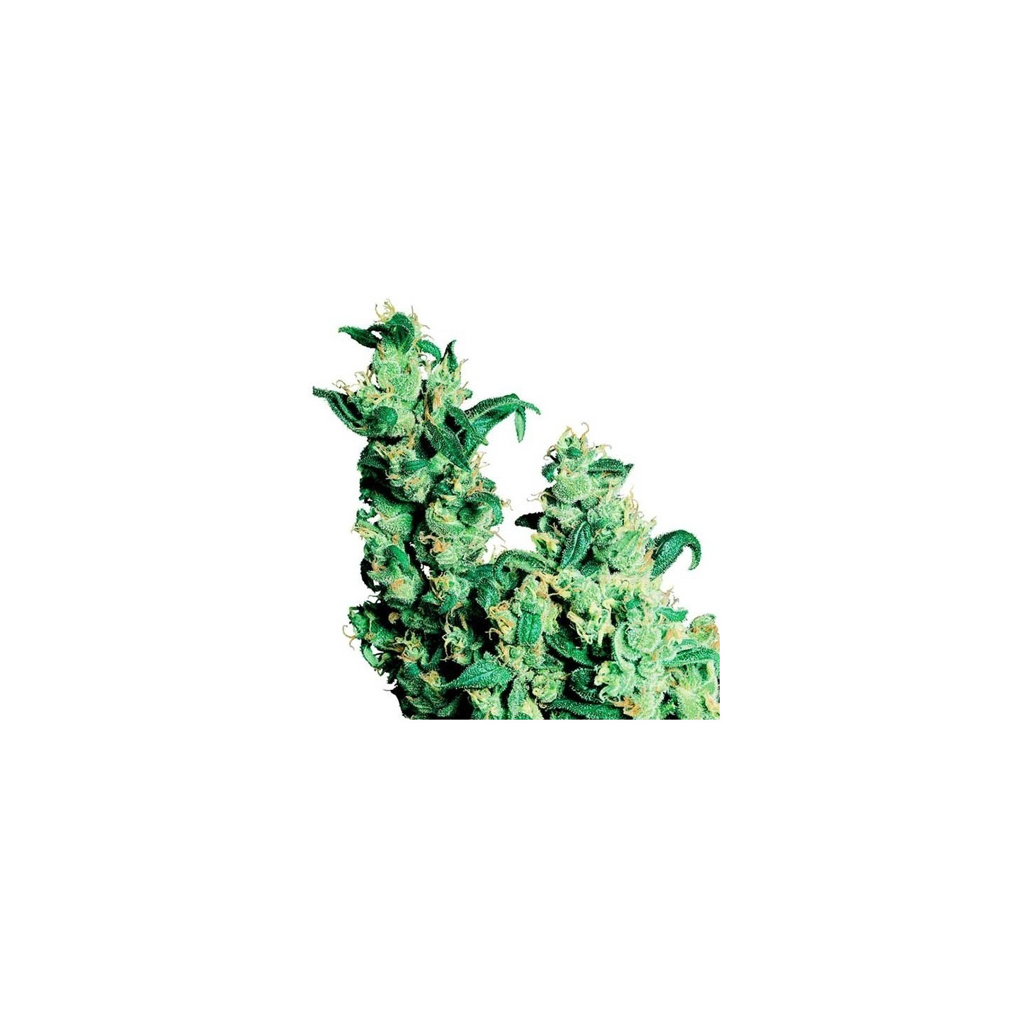 Jack Herer Regular de Sensi Seeds